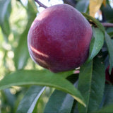 Piersic (Prunus Persica) Rich Lady cu fructe burgundii, an 2 pe rod