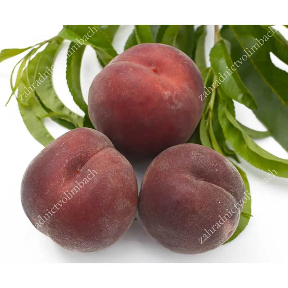 Piersic (Prunus Persica) Rich Lady cu fructe burgundii, an 2 pe rod