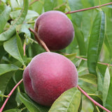 Piersic (Prunus Persica) Royal Glory cu fructe burgundii-rosii, an 2 pe rod