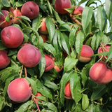 Piersic (Prunus Persica) Royal Glory cu fructe burgundii-rosii, an 2 pe rod