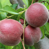 Piersic (Prunus Persica) Royal Glory cu fructe burgundii-rosii, an 2 pe rod