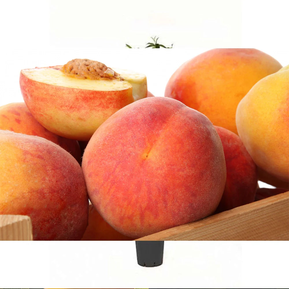 Piersic (Prunus Persica) Summerset cu fructe rosii-portocalii, an 2 pe rod