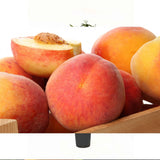 Piersic (Prunus Persica) Summerset cu fructe rosii-portocalii, an 2 pe rod