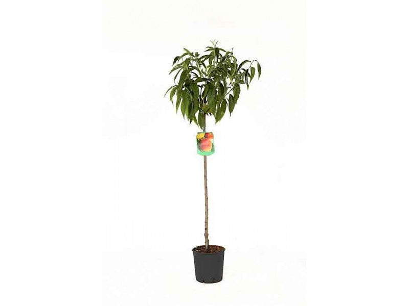 Piersic (Prunus Persica) Summerset cu fructe rosii-portocalii, an 2 pe rod
