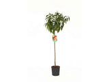 Piersic (Prunus Persica) Summerset cu fructe rosii-portocalii, an 2 pe rod