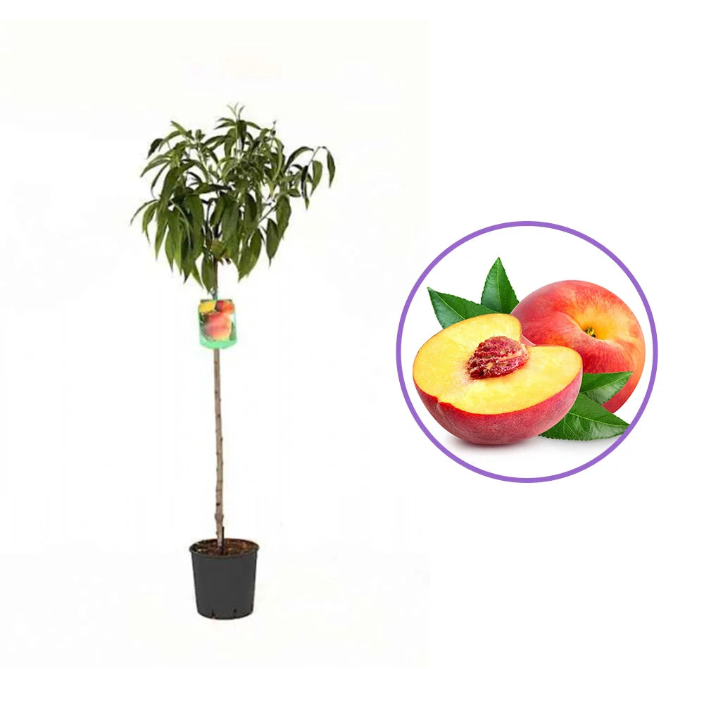 Piersic (Prunus Persica) Summerset cu fructe rosii-portocalii, an 2 pe rod