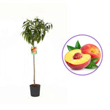 Piersic (Prunus Persica) Summerset cu fructe rosii-portocalii, an 2 pe rod