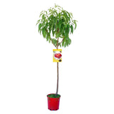 Piersic (Prunus Persica) Venus cu fructe rosii, an 3 pe rod