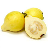Guava Lamai (Psidium Guayaba), arborele exotic cu fructe dulci galbene si parfumate
