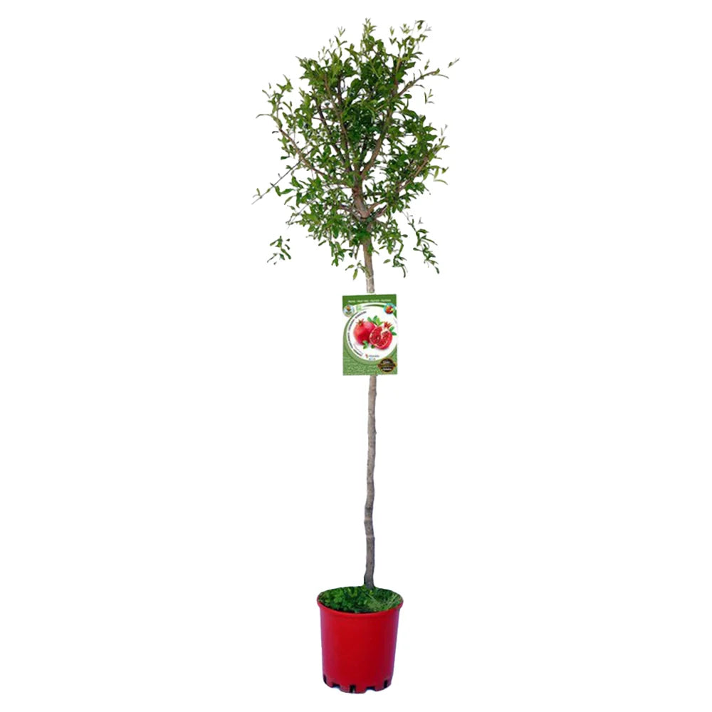 Rodiu Tip Copac (Punica Granatum) Valenciana, cu fructe mari rosii-rubinii, an 2 pe rod