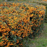 Catina Ornamentala portocaliu (Pyrachanta Golden Charmer)