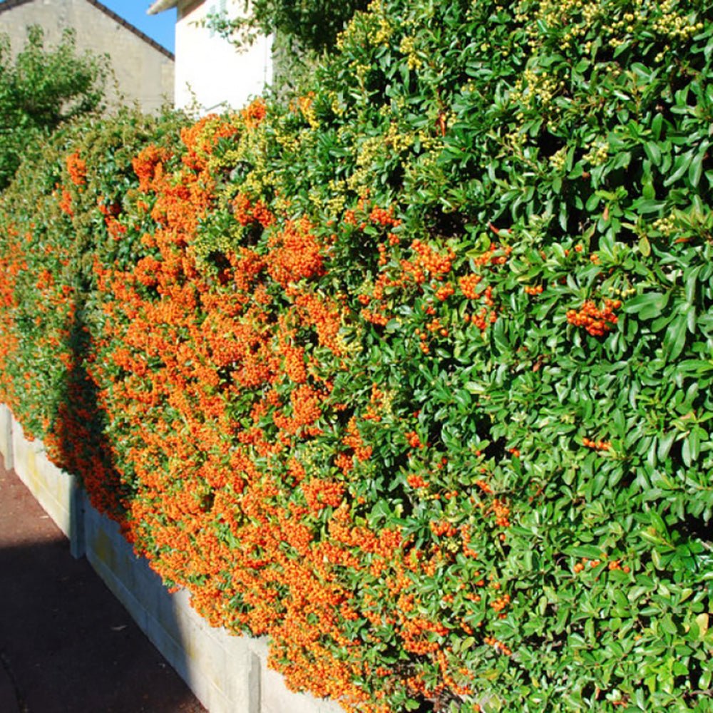 Catina Ornamentala portocaliu (Pyrachanta Orange Glow)