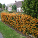 Catina Ornamentala portocaliu (Pyrachanta Orange Glow)