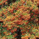Catina Ornamentala portocaliu (Pyrachanta Orange Glow)