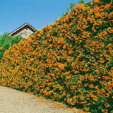 Catina Ornamentala portocaliu (Pyrachanta Orange Glow)