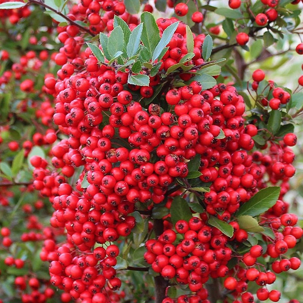 Catina Ornamentala Rosu (Pyrachanta Red Column)