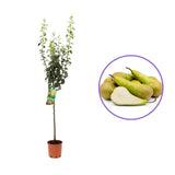 Par (Pyrus Communis) Conference, cu fruncte alungite dulci si suculente, an 2 pe rod
