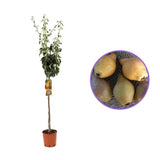 Par (Pyrus Communis) Martin Sec, cu fructe maronii dulci-acrisor, an 2 pe rod