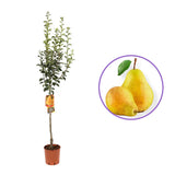 Par (Pyrus Communis) William Bianca, cu fructe galbene dulci-acrisor, an 2 pe rod