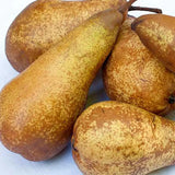 Par (Pyrus Communis) Abate, cu fructe galbene-verzui dulci aromat, an 2 pe rod