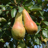 Par (Pyrus Communis) Abate, cu fructe galbene-verzui dulci aromat, an 2 pe rod