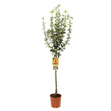 Par (Pyrus Communis) Abate, cu fructe galbene-verzui dulci aromat, an 2 pe rod