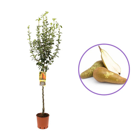 Par (Pyrus Communis) Abate, cu fructe galbene-verzui dulci aromat, an 2 pe rod