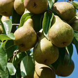 Par (Pyrus Communis) Abate, cu fructe galbene-verzui dulci aromat, an 2 pe rod