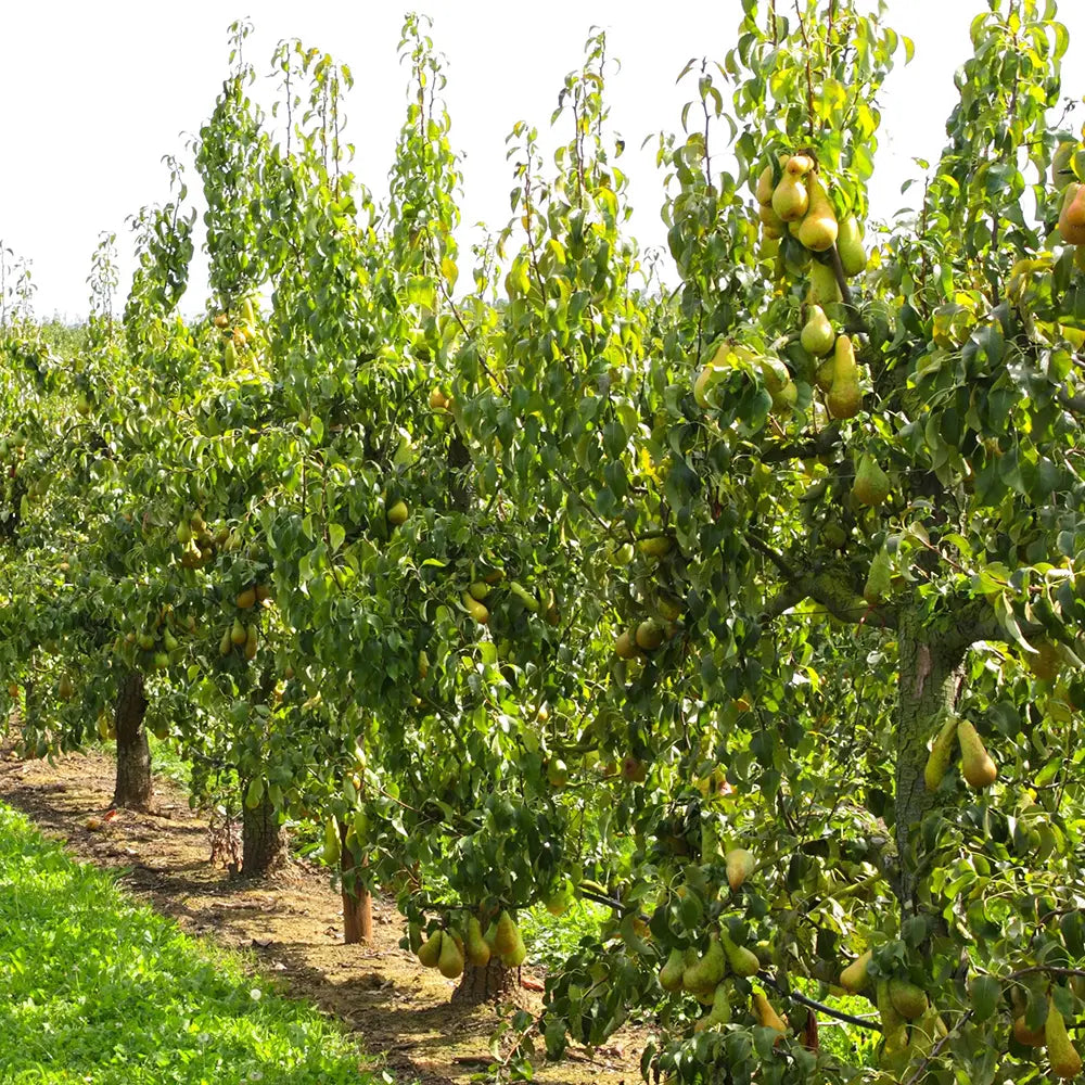 Par (Pyrus Communis) Abate, cu fructe galbene-verzui dulci aromat, an 2 pe rod