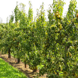 Par (Pyrus Communis) Abate, cu fructe galbene-verzui dulci aromat, an 2 pe rod