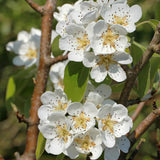 Par (Pyrus Communis) Abate, cu fructe galbene-verzui dulci aromat, an 2 pe rod