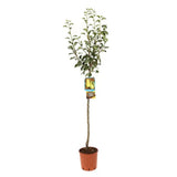 Par (Pyrus Communis) Bella Di Giugno, cu fructe verzi-roscat dulci-acrisor, an 2 pe rod