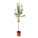 Par (Pyrus Communis) Coscia, cu fructe galbene-roscat dulci, an 2 pe rod