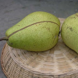 Par (Pyrus Communis) Curato, cu fructe galbene-verzui dulci, an 2 pe rod