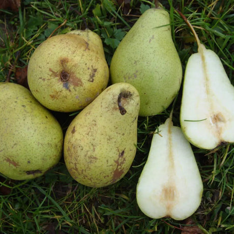 Par (Pyrus Communis) Curato, cu fructe galbene-verzui dulci, an 2 pe rod