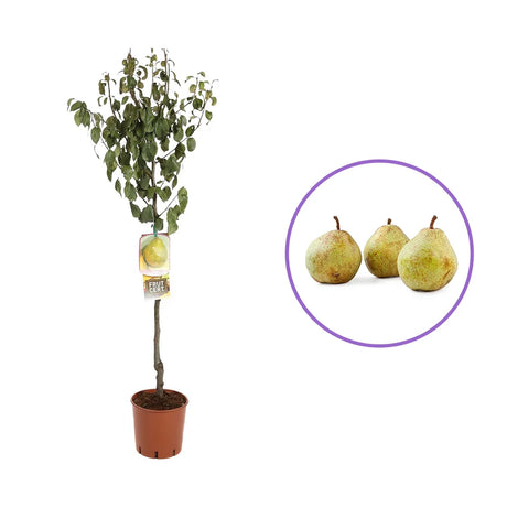 Par (Pyrus Communis) Decana Del Comizio, cu fructe galbene-verzui dulci, an 2 pe rod