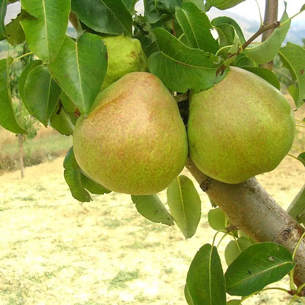 Par (Pyrus Communis) Decana Del Comizio, cu fructe galbene-verzui dulci, an 2 pe rod