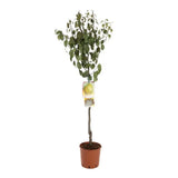 Par (Pyrus Communis) Decana D'Inverno, cu fructe galbene-verzui dulci-acrisor, an 2 pe rod