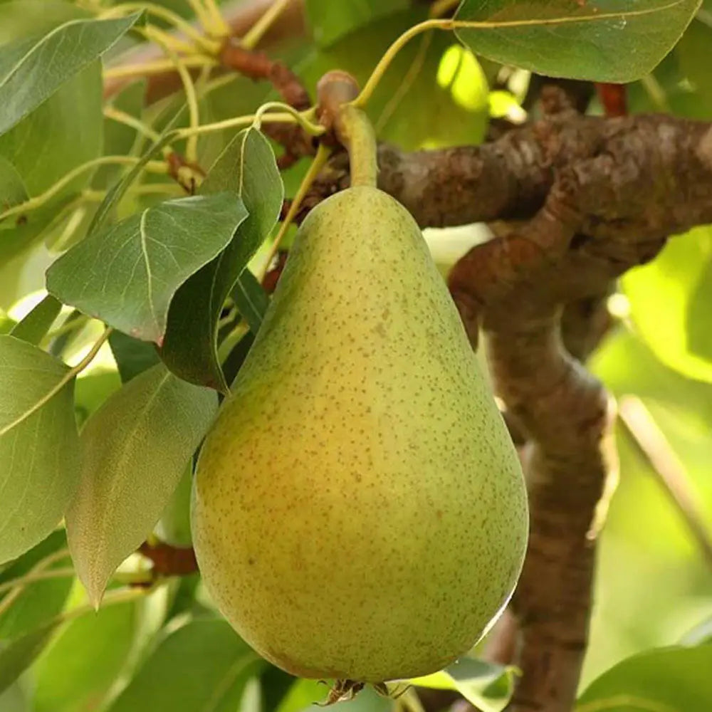 Par (Pyrus Communis) Decana D'Inverno, cu fructe galbene-verzui dulci-acrisor, an 2 pe rod