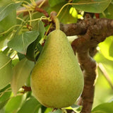 Par (Pyrus Communis) Decana D'Inverno, cu fructe galbene-verzui dulci-acrisor, an 2 pe rod