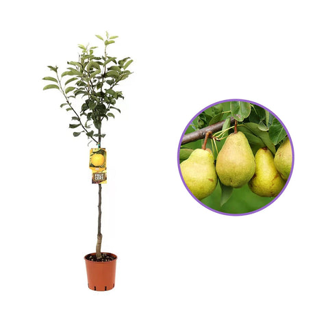 Par (Pyrus Communis) San Giovanni, cu fructe galbene-verzui dulci-acrisor, an 2 pe rod