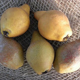 Par (Pyrus Communis) Martin Sec, cu fructe maronii dulci-acrisor, an 2 pe rod