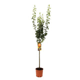 Par (Pyrus Communis) Passa Grassana, cu fructe verzi-galbiu dulci-acrisor, an 2 pe rod