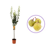 Par (Pyrus Communis) Passa Grassana, cu fructe verzi-galbiu dulci-acrisor, an 2 pe rod
