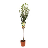 Par (Pyrus Communis) San Pietro, cu fructe galbene-verzui dulci, an 2 pe rod