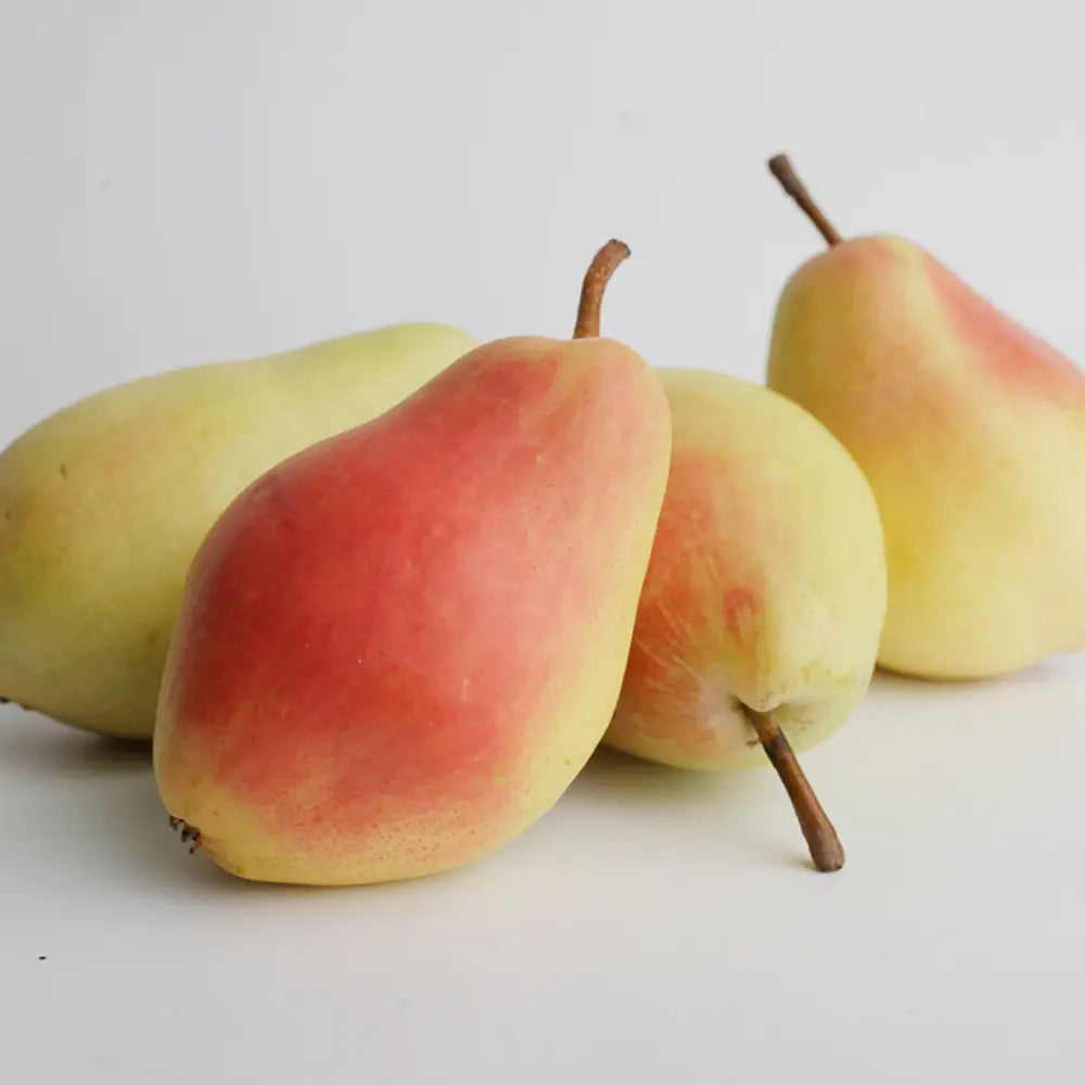 Par (Pyrus Communis) Santa Maria, cu fructe galbene-roscat dulci-acrisor, an 2 pe rod