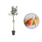 Par (Pyrus Communis) Santa Maria, cu fructe galbene-roscat dulci-acrisor, an 2 pe rod