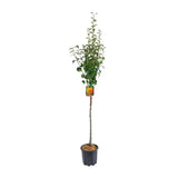 Par (Pyrus Communis) Spadona, cu fructe galbene-maroniu dulci-acrisor, an 2 pe rod