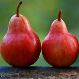 Par (Pyrus Communis) William Rossa, cu fructe rosii-portocaliu dulci, an 2 pe rod