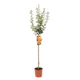 Par (Pyrus Communis) William Rossa, cu fructe rosii-portocaliu dulci, an 2 pe rod